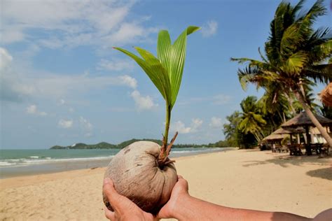 coco da bahia